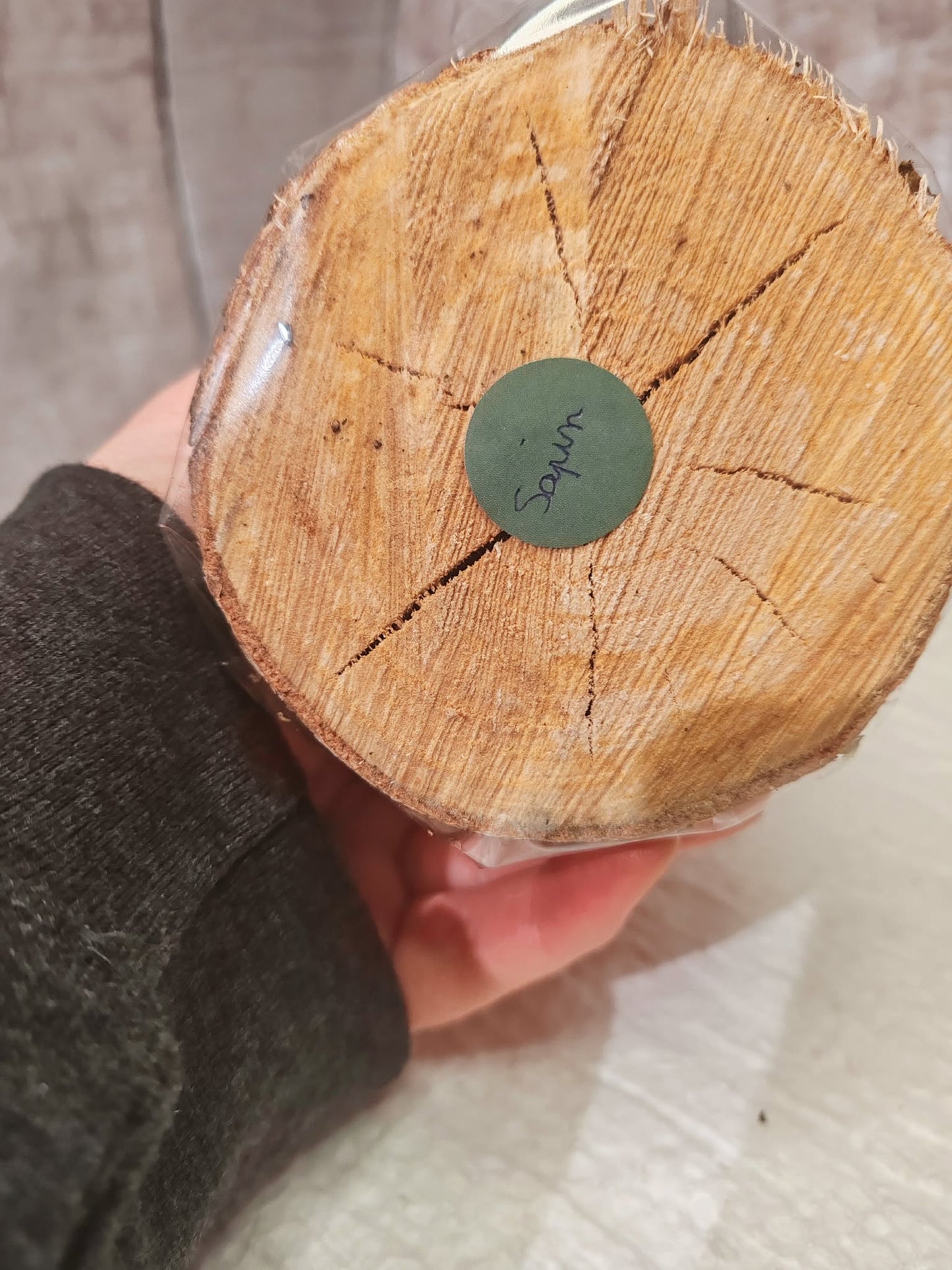 Bougie artisanale “Éveil du Sapin”